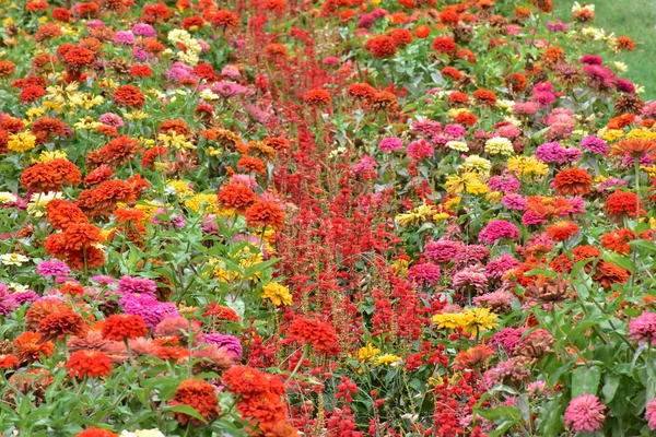 Piros Virágok Virágágyásban — Stock Fotó