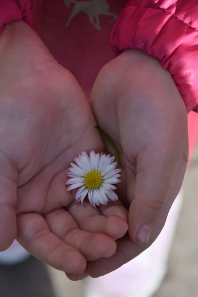 Close Shot Van Vrouwelijke Handen Houden Madeliefje Bloem — Stockfoto