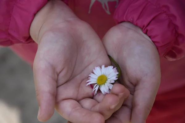 Close Shot Female Hands Holding Daisy Flower — Fotografia de Stock
