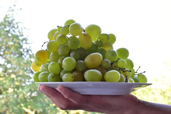 Anggur Tangan Dekat — Stok Foto