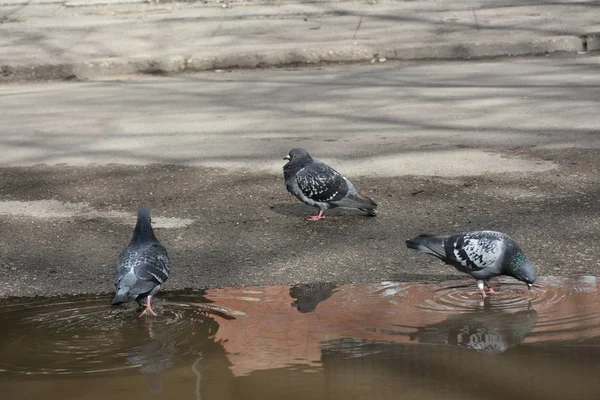 Close Opname Van Duiven Het Park Een Zomerdag — Stockfoto