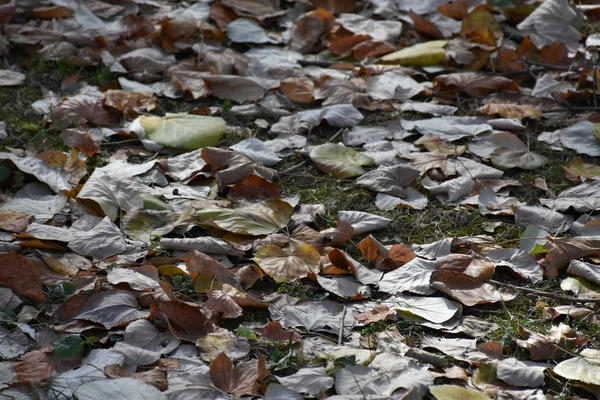草の上の乾燥した葉 — ストック写真
