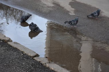 Close up shot of pigeon birds in the park on a summer day