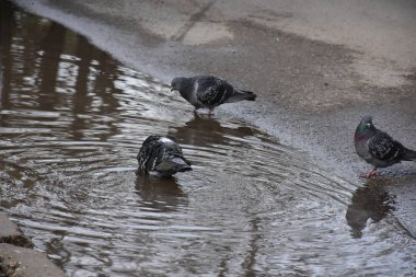 Close up shot of pigeon birds in the park on a summer day