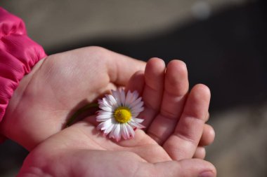 Kadın ellerinin papatya çiçeğini tutarken yakın çekim