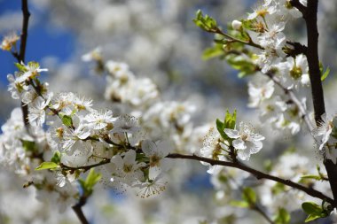 çiçeklenme kayısı ağacı yakın çekim 