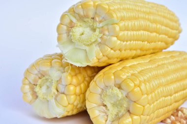 ham Mısır başkanları ve tohum 