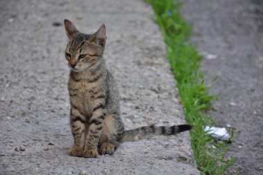güzel evsiz kedi açık havada 