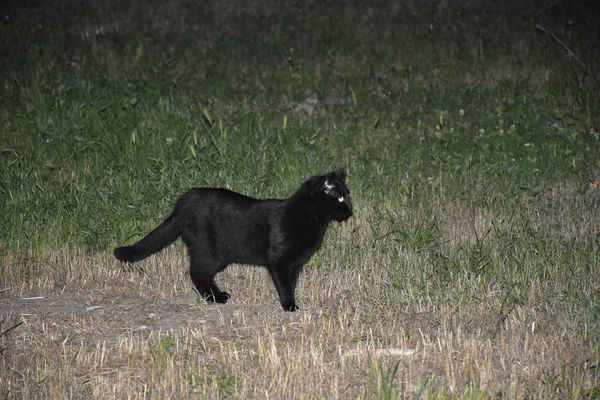 Kucing Hitam Rumput — Stok Foto