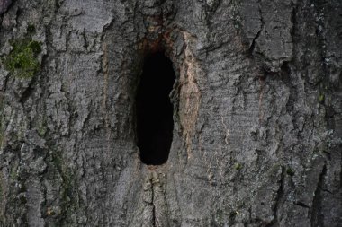 güzel ahşap arkaplan ve doku