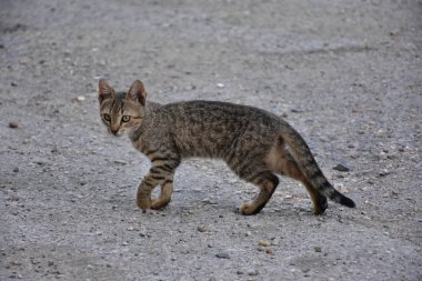 güzel evsiz kedi açık havada 