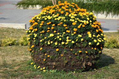 Güzel sarı çiçekler ve bir bahçe