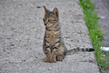 güzel evsiz kedi açık havada 