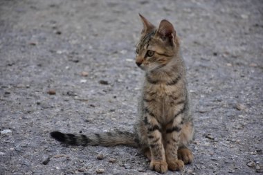 güzel evsiz kedi açık havada 
