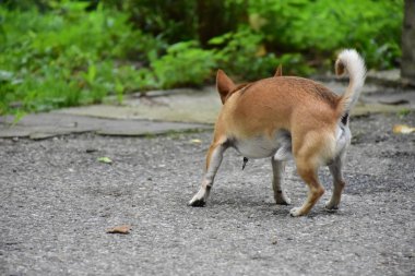 Küçük kızıl saçlı bir köpek.