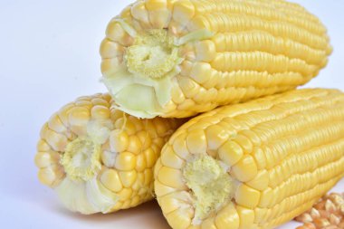 ham Mısır başkanları ve tohum 