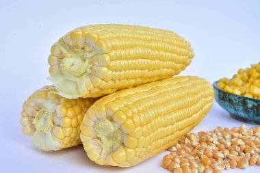 ham Mısır başkanları ve tohum 