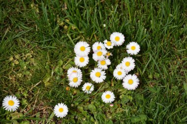 Güzel beyaz çiçekler ve bir bahçe,