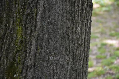 güzel ahşap arkaplan ve doku