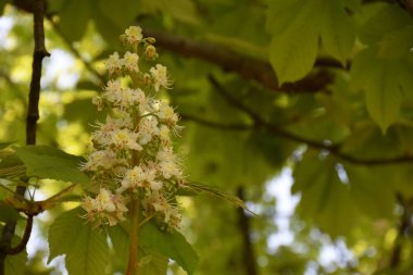 Ağaçtaki güzel çiçekler,