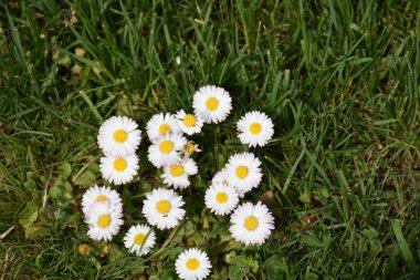 Güzel beyaz çiçekler ve bir bahçe,