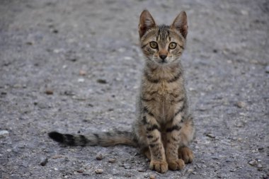 güzel evsiz kedi açık havada 