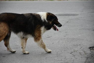 yaşlı evsiz köpek açık havada 