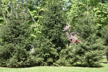 Gündüz vakti yeşil bahçede bahar ağaçları