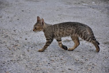 güzel evsiz kedi açık havada 