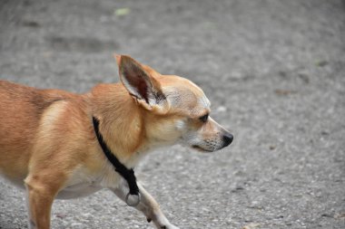 Küçük kızıl saçlı bir köpek.