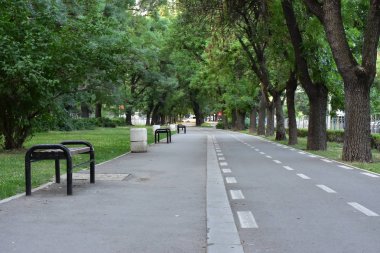 Parktaki boş asfalt yolu, yaz yeşil ağaçları.