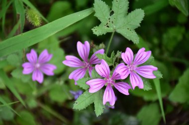Güzel mavi çiçekler ve bir bahçe,