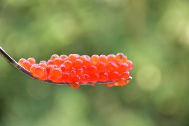 balık tan kırmızı havyar