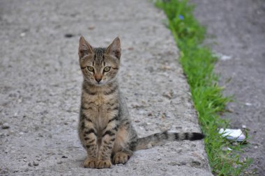 güzel evsiz kedi açık havada 