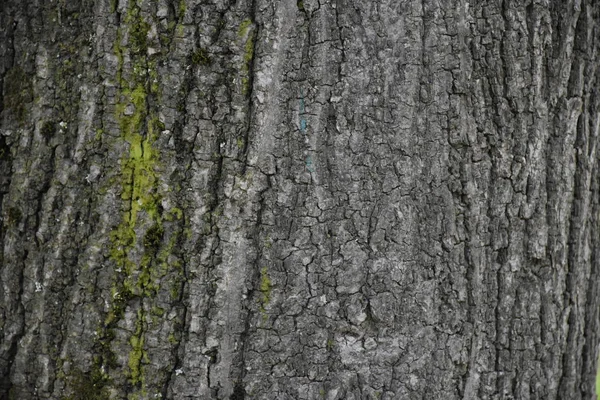 Piękne Drewniane Tło Tekstura — Zdjęcie stockowe
