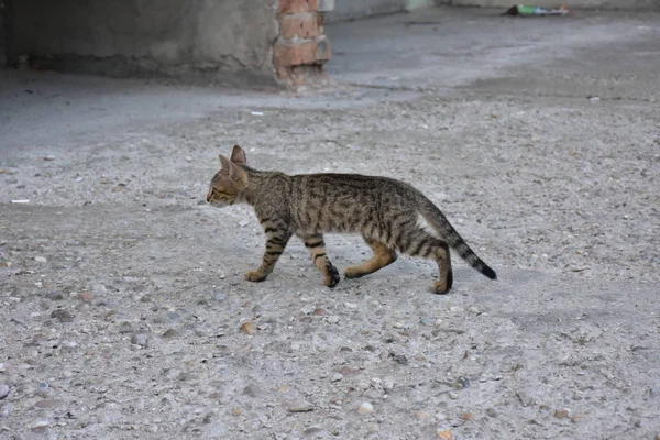 Bonito Sem Teto Gato Livre — Fotografia de Stock