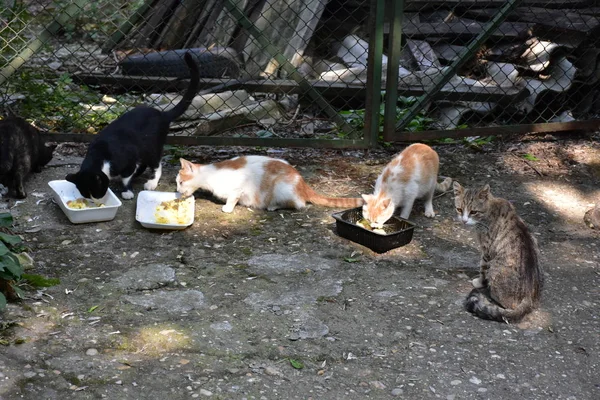 homeless cats eating outdoors