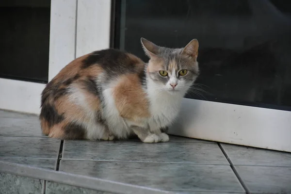 แมวท สวยงามและน มนวลบนถนน — ภาพถ่ายสต็อก