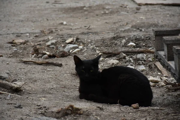 Een Mooie Pluizige Kat Straat — Stockfoto