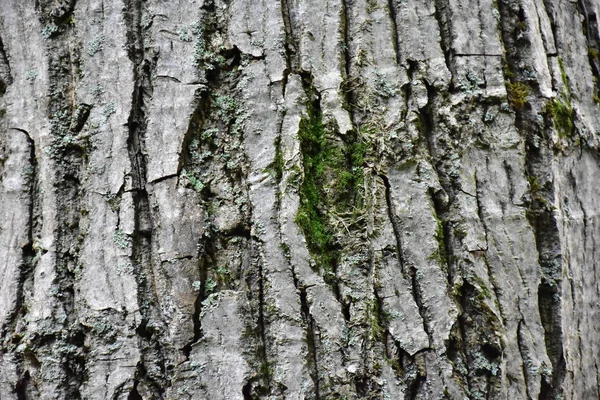 石の質感の背景を閉じます — ストック写真