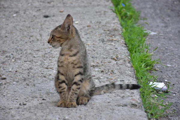 Красивая Бездомная Кошка Открытом Воздухе — стоковое фото