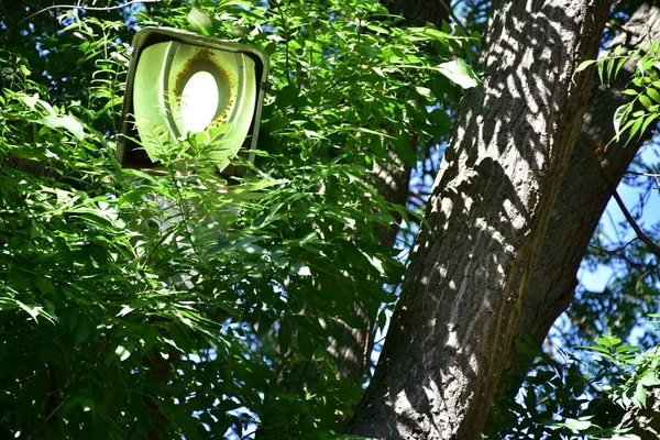 Groene Boom Met Harde Zon Schaduwen Straatlicht Tussen Bladeren — Stockfoto