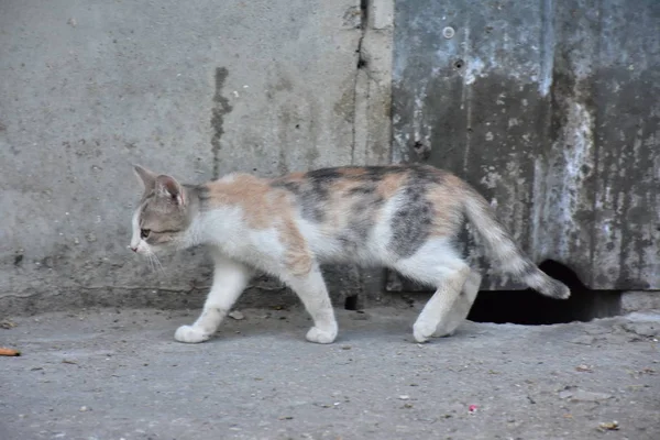 아름다운 노숙자 고양이 — 스톡 사진