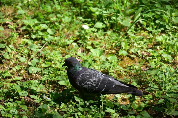 Close Shot Pigeon Bird Park Summer Day — Fotografia de Stock