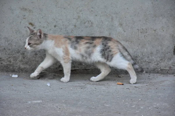 屋外の美しいホームレス猫 — ストック写真