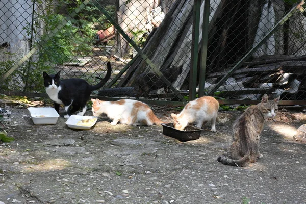 Gatos Sem Teto Comer Livre — Fotografia de Stock