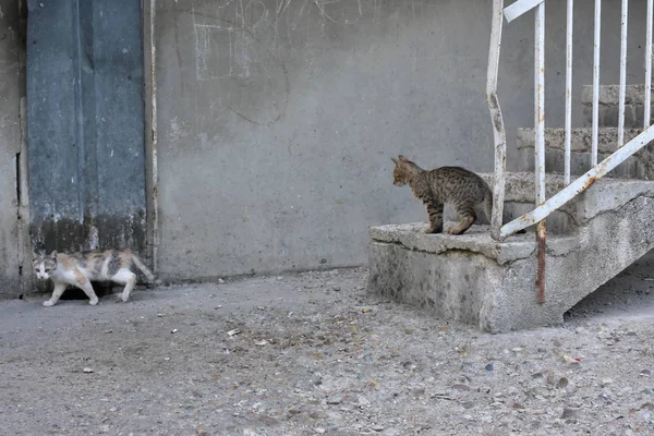 Bello Gatto Senzatetto All Aperto — Foto Stock