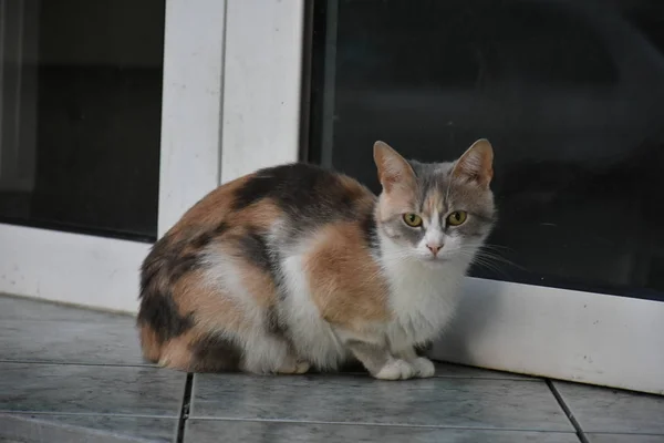 Hermoso Esponjoso Gato Calle — Foto de Stock