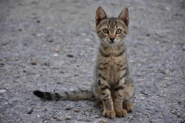 güzel evsiz kedi açık havada 