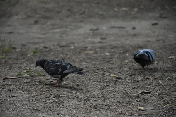 Close Shot Pigeon Birds Park Summer Day —  Fotos de Stock